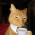 Un gato...